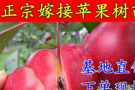 刚栽的苹果树小苗可以嫁接吗