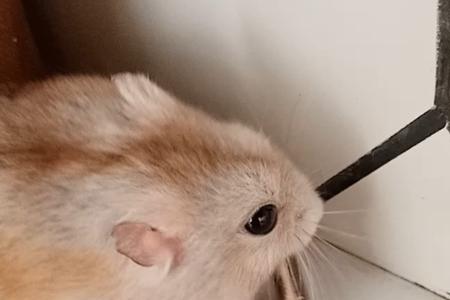 仓鼠吃生的葵瓜子还是熟的