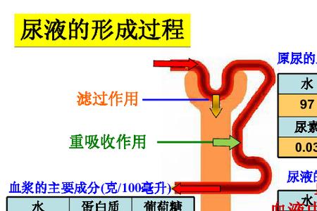三年级科学尿液为什么是液体