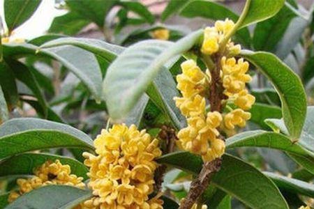 桂花树当年的枝会开花吗