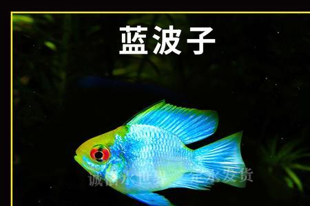 蓝波子和金波子哪个好养