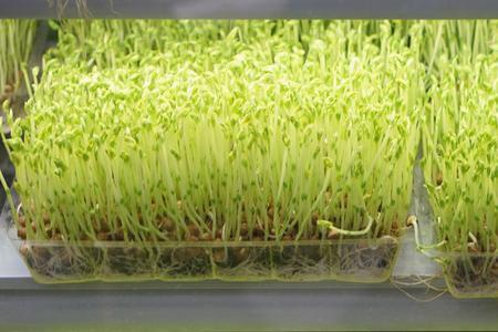 白玉豆苗种植膨大技术