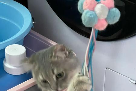 猫咪玩逗猫棒发出呜呜的声音