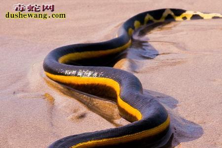 黄腹海蛇是胎生吗