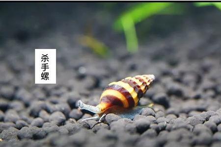 囊螺能活多久