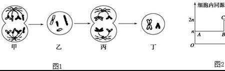 等位基因对数是什么
