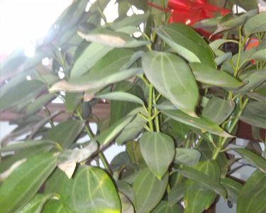 平安树叶子发黄干枯喷雾药