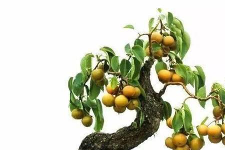 棠梨长得快吗