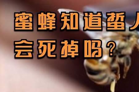 蜜蜂蜇人后为什么会死