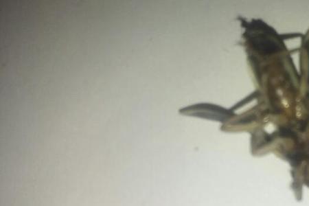 夏天会飞的有触角的昆虫