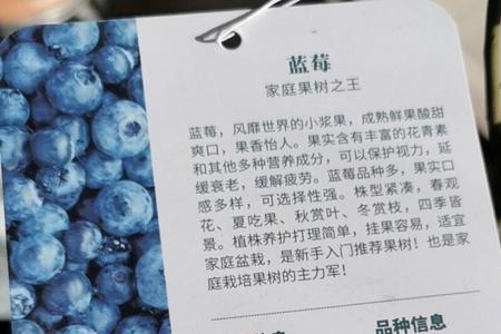 蓝莓法新跟薄雾哪个口感好