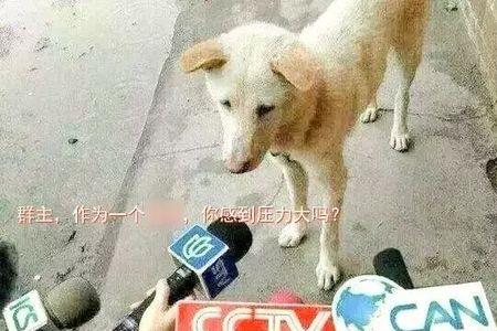 陌陌里说的狗是啥意思