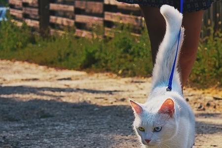 猫咪叼东西走路弓腰怎么回事