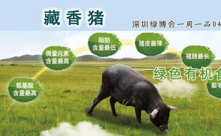有机猪的生长周期是多少