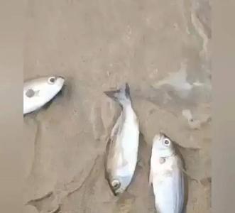死鱼肉会苦吗