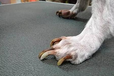 怎么判断狗狗指甲年龄