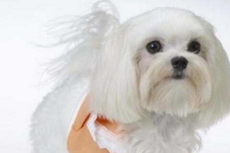 西施犬有四种颜色