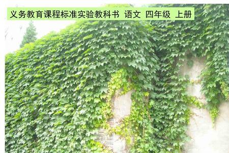 用第一人称描述爬山虎的本领