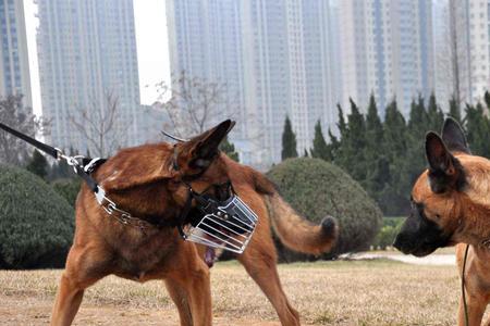 马犬德牧捷克狼犬哪个实战好