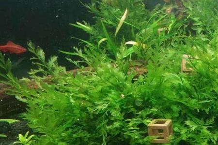 水草种子能有水种植吗