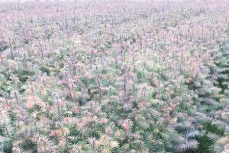 沙木应该怎样种植