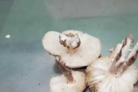 净月潭野生蘑菇哪些能吃
