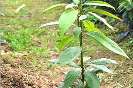 上海金丝楠木适合种植吗