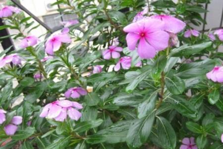 长春花掉叶子怎么回事