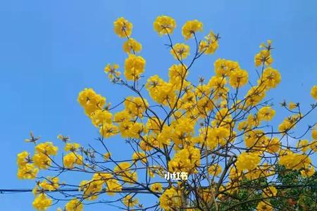 早上花开的文案