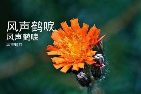 鹤唳的声音