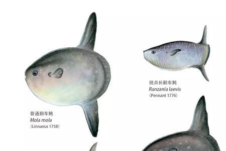 长江河豚吃什么浮游生物