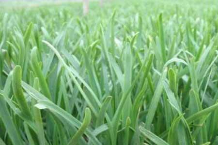 山东韭菜种植时间及方法