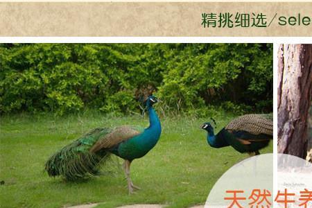 孔雀蛋怎么做最好