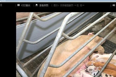 2ps母猪场是什么意思