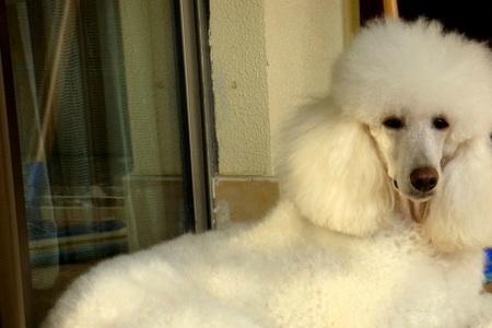 贵宾犬身高与体长的比例