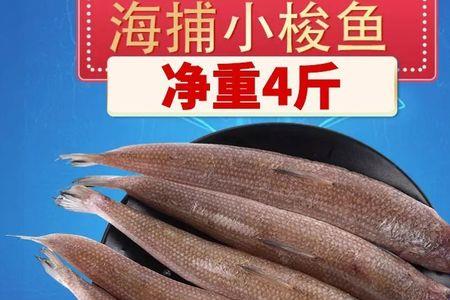 海梭鱼为什么不咬钩