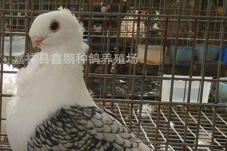 白鸽和花鸽的区别