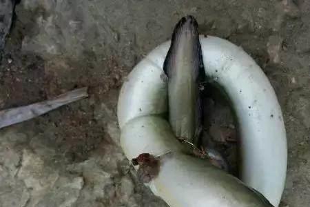 什么是白膳