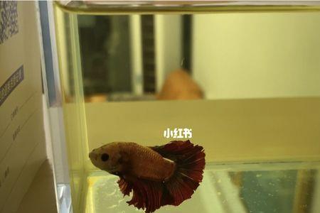 养斗鱼用什么矿泉水水最好