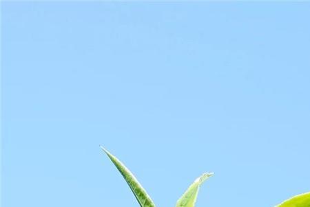 茶绿是谁写的