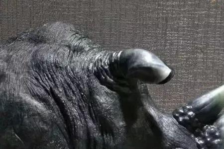犀牛的个性
