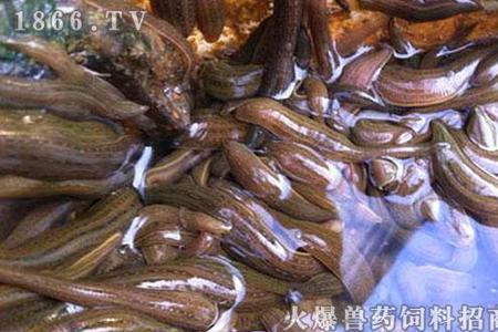 蚂蟥什么时候在水面