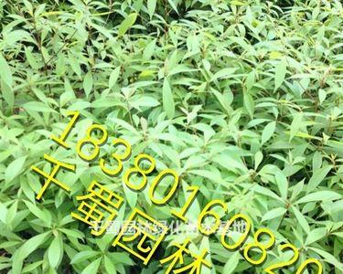 网上金丝楠木苗是真的吗