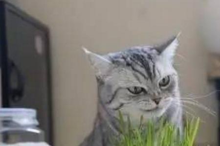 不怕猫咬的盆栽