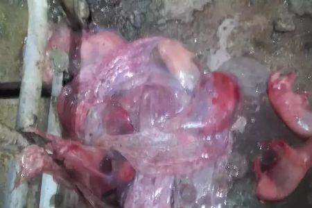 prv什么意思