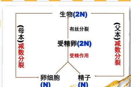 细胞生物的遗传物质的基本组成