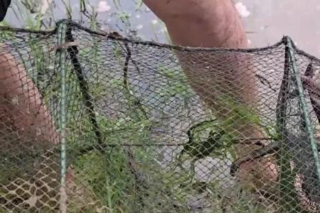 荒田养黄鳝的方法