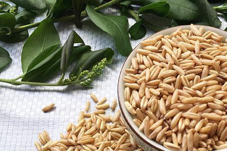 燕麦米100克有多少