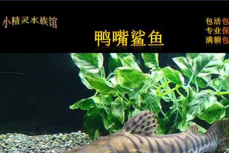 斑马鸭嘴鱼好不好养
