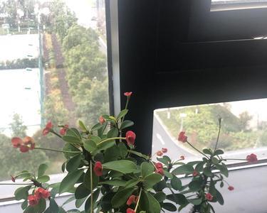 虎刺可以直接扦插吗